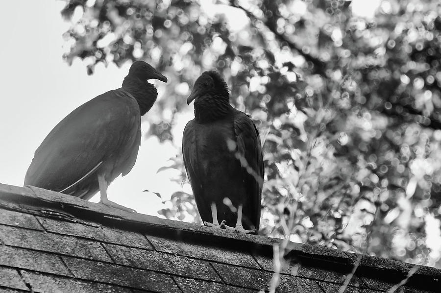 Black Vultures Photograph by Susan Maxwell Schmidt