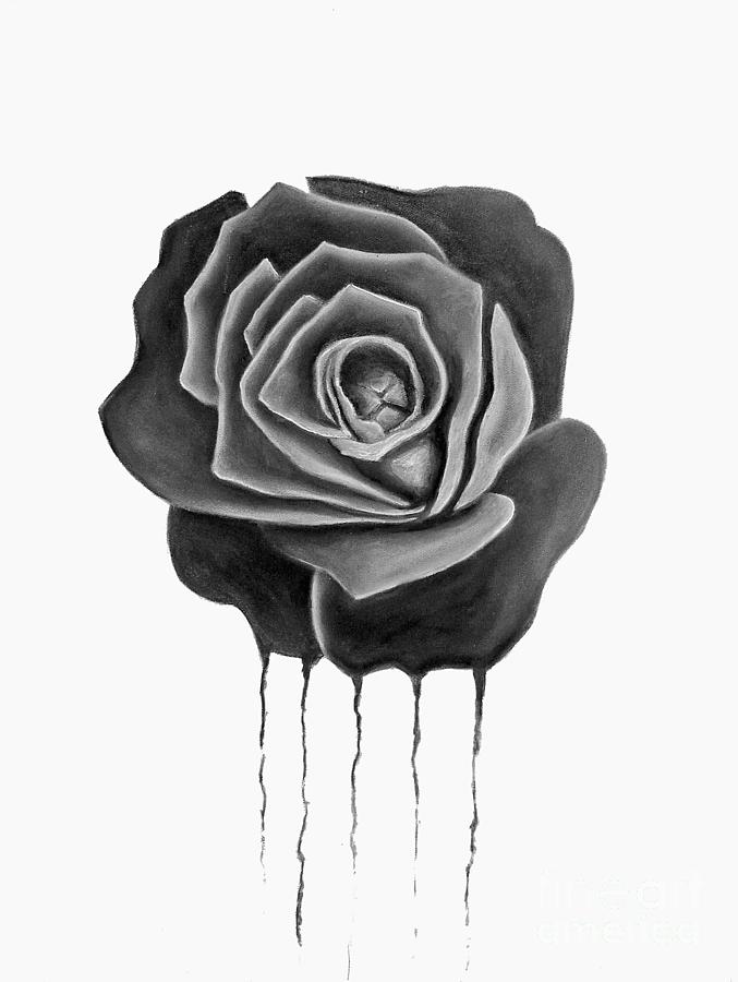Black Weeping Rose Drawing By Darrell Ross