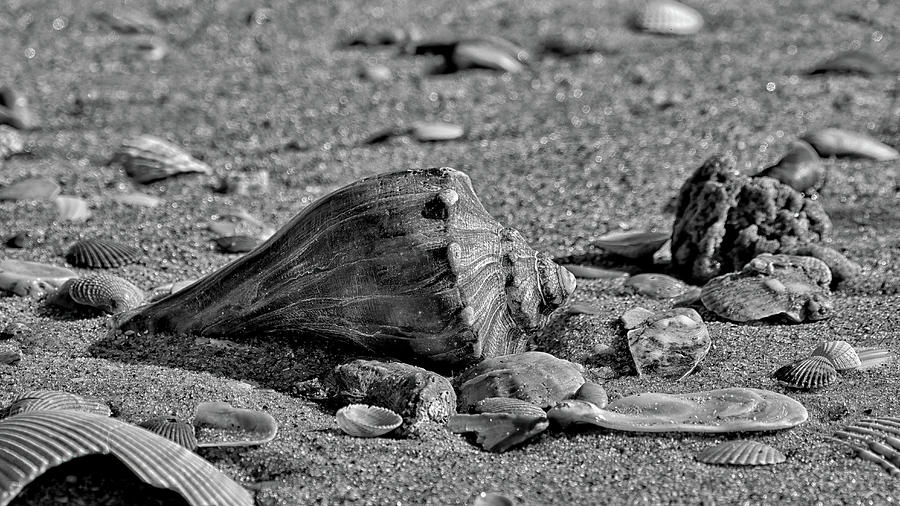 Black Whelk on the Beach Photograph by Fon Denton