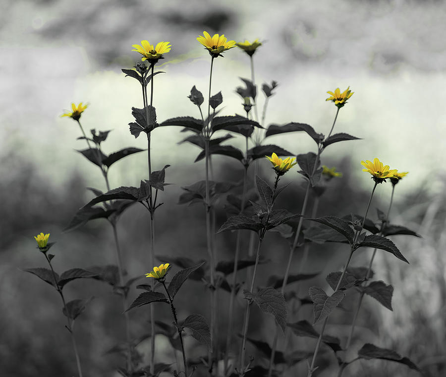 Black, White and Yellow Photograph by Roni Chastain