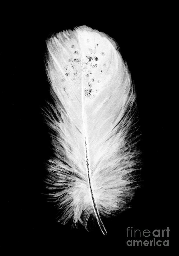 Feather Photography, White Feathers Print, One Black Feather, Black and  White Feathers, Black and White Photography, Feather Art Print 