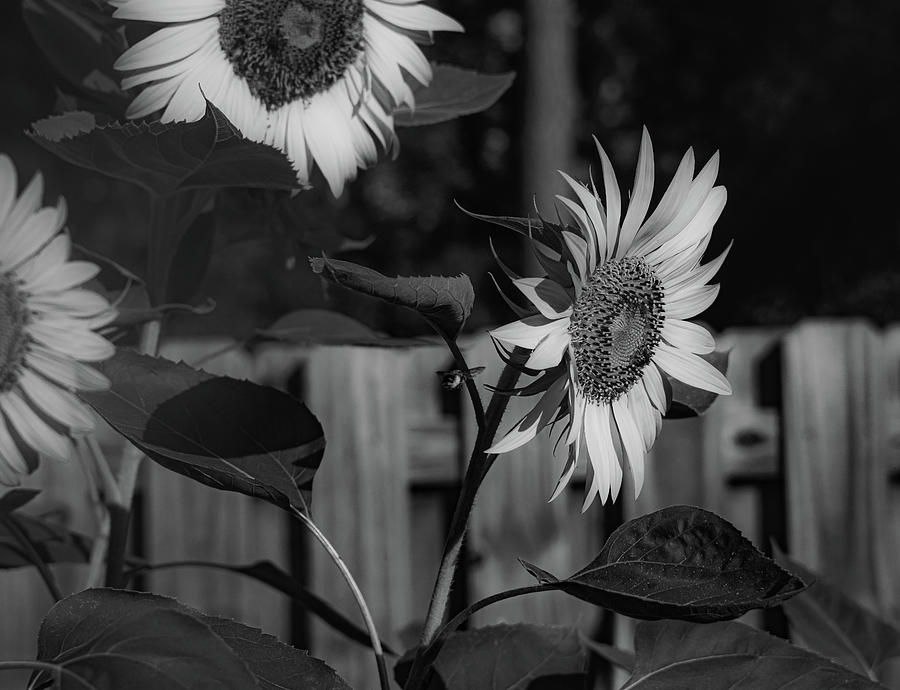 Black White Sunflowers  Photograph by Mary Hahn Ward