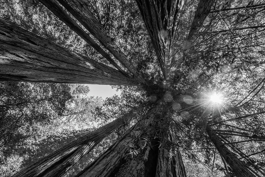 Black White Trees Towering Redwoods National Park California Photograph