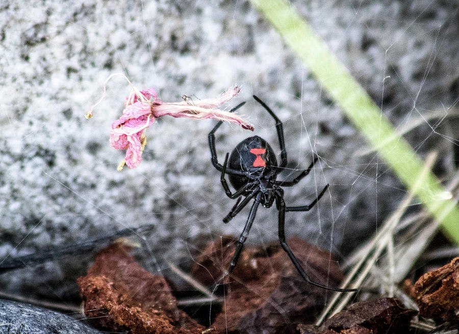 Black Widow Photograph by Debbie Chamberlain - Fine Art America