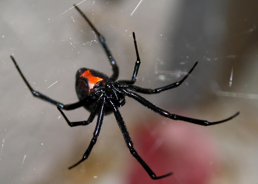 Black widow spider Photograph by Kimberly Hosey