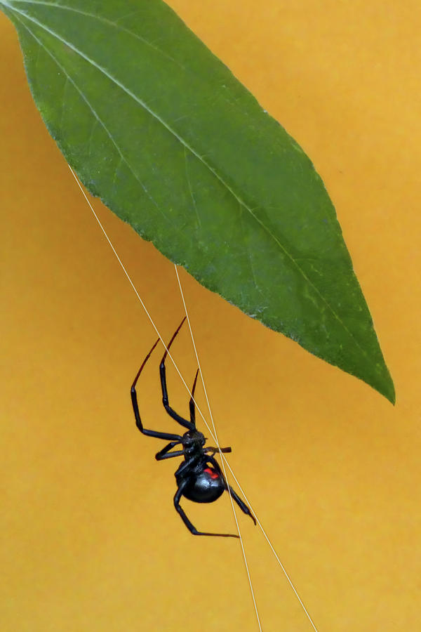Black Widow Spider Photograph by Nikolyn McDonald