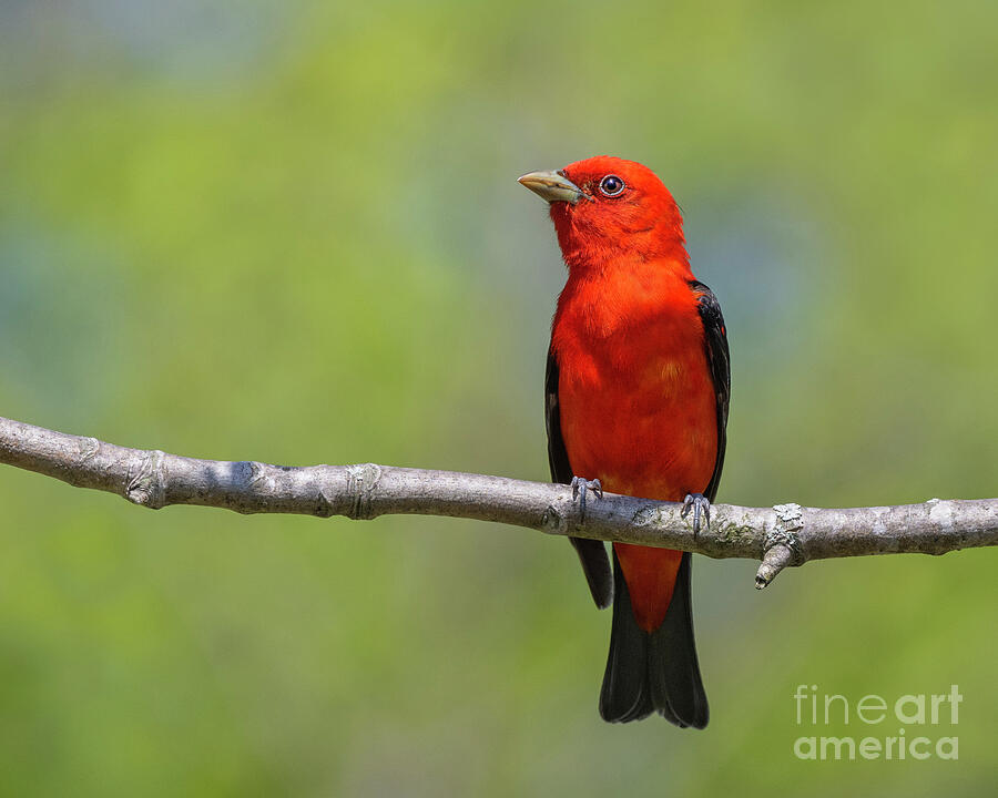 Black-winged Redbird Photograph by Tony Beck