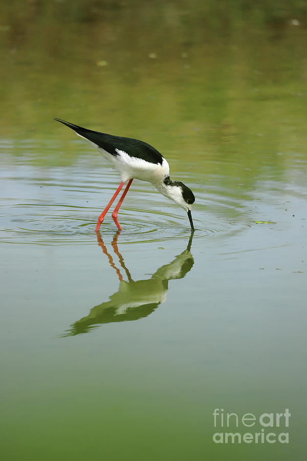 Black-winged stilt, Photograph by Frederic Bourrigaud