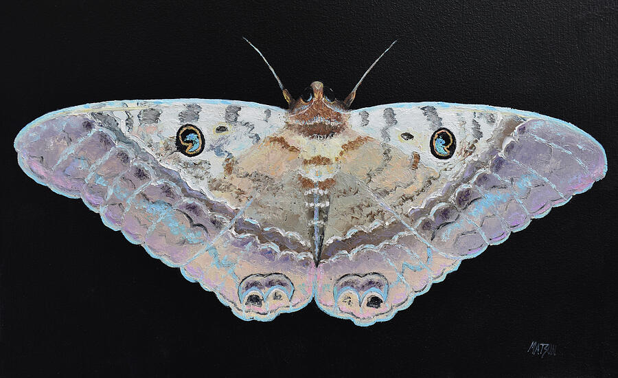 Black Witch Moth - insect painting Painting by Jan Matson Black Witch Moth - insect painting Painting by Jan Matson