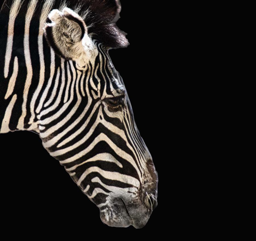 Black With White Stripes Photograph by Jim Signorelli