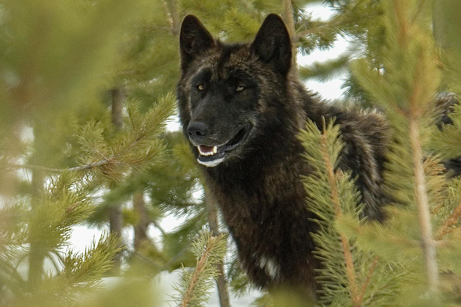 Black Wolf Photograph by Gary Beeler