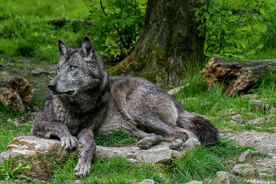 Black Wolf in Forest Photograph by Arterra Picture Library
