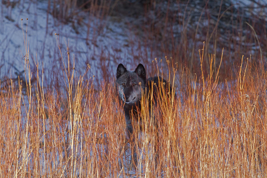 Black Wolf in the Shadows Photograph by Mark Miller