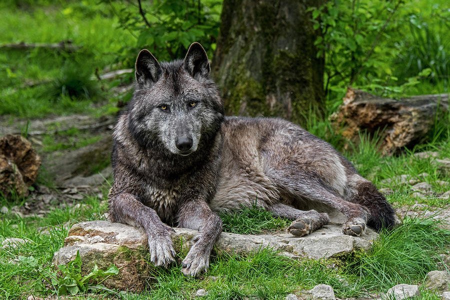 Black Wolf in Wood Photograph by Arterra Picture Library