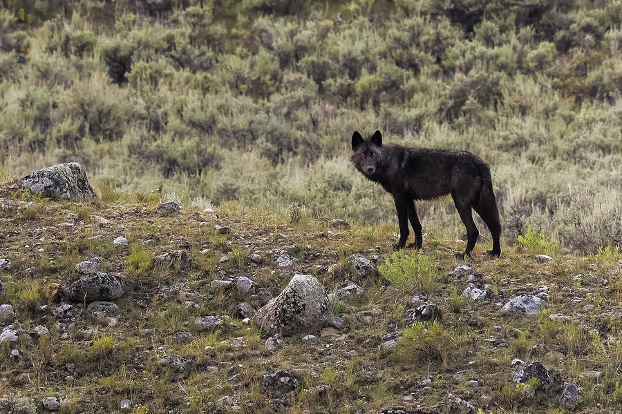 Black Wolf Photograph by Julie Argyle
