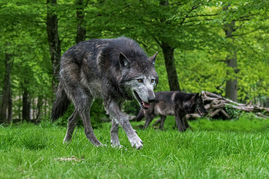 Black Wolves Hunting in Woodland Photograph by Arterra Picture Library