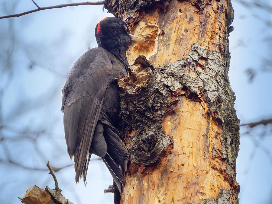 Black woodpecker female - Dryocopus martius Photograph by Jivko Nakev
