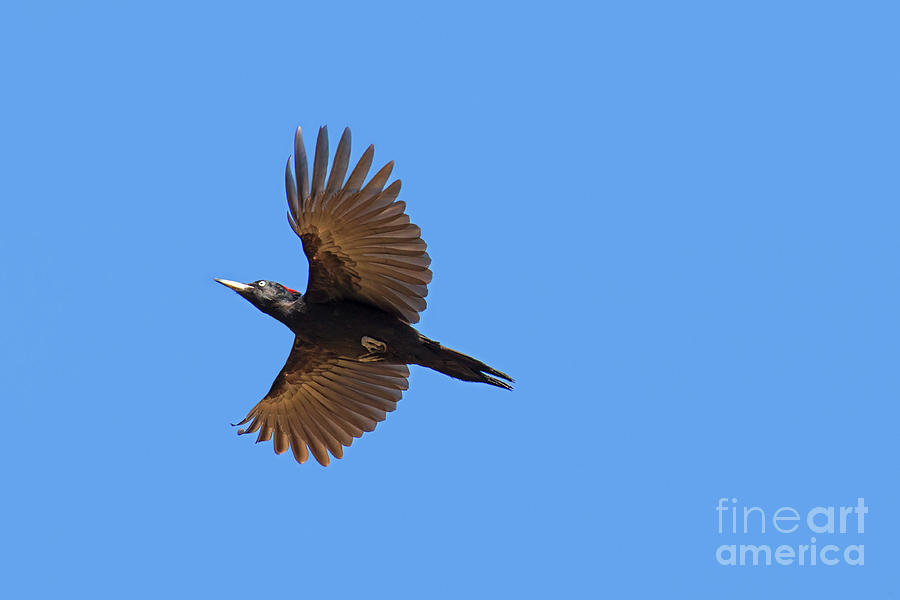 Black Woodpecker Flying Photograph by Arterra Picture Library
