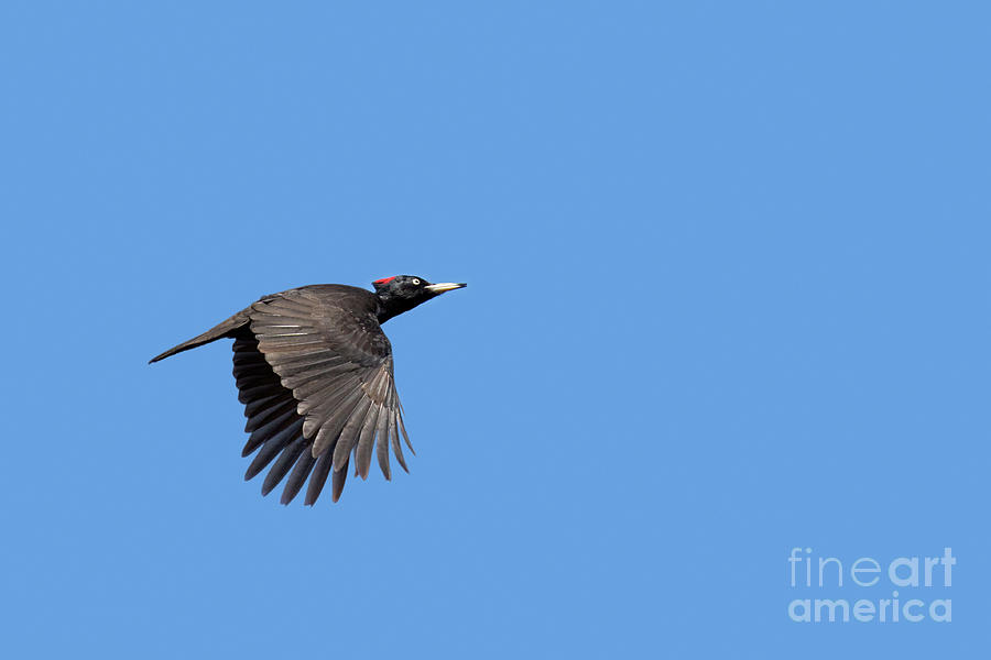 Black Woodpecker in Flight Photograph by Arterra Picture Library
