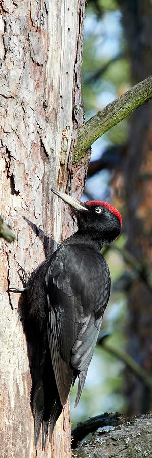 Black Woodpecker Vertical Photograph