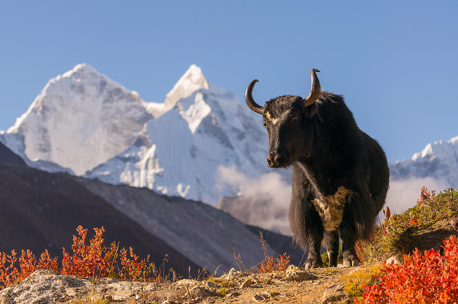 Black yak and Kantega mountain Photograph by Punnawit Suwuttananun