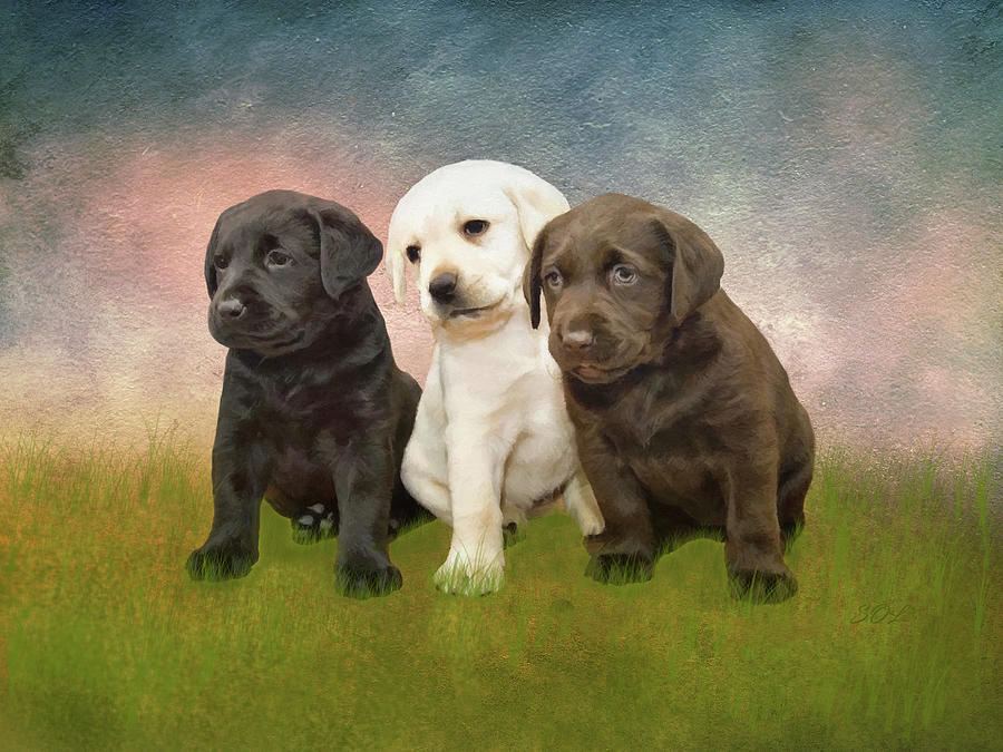 Black Yellow Chocolate Labrador Retriever Puppies Portrait Mixed Media by Sandi OReilly