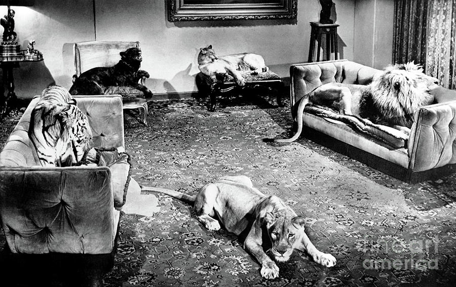 Black Zoo - Five Felines Photograph by Sad Hill - Bizarre Los Angeles Archive
