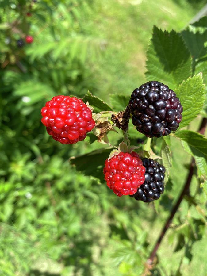 Blackberries #2 Photograph by Christine Bee - Fine Art America