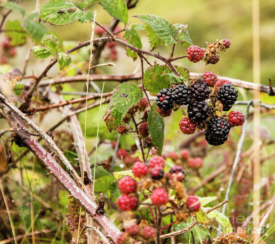 Blackberries Photograph by Agnes Caruso