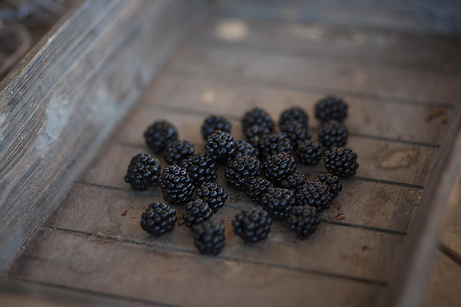 Blackberries Photograph by -elyn-