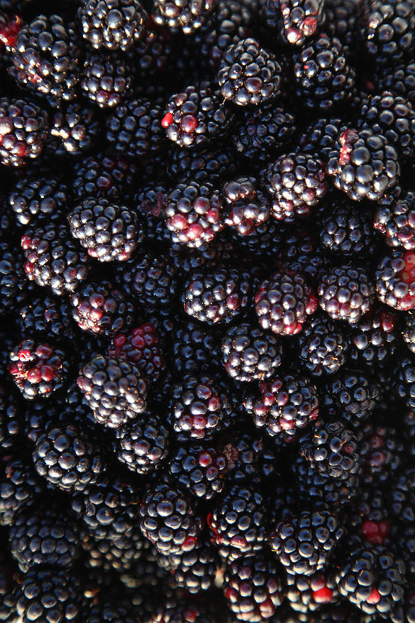 Blackberries Photograph by Gerhard Egger