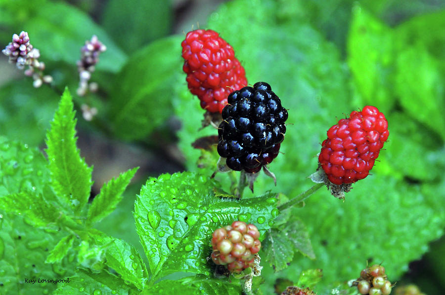 Blackberries Photograph by Kay Lovingood