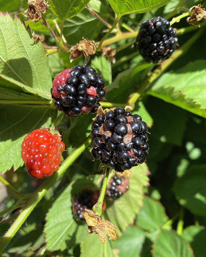Blackberries Photograph by Marilyn Borne