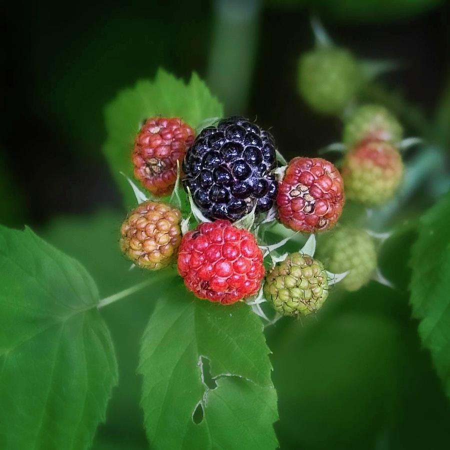 Fruit Photograph - Blackberries by Matthew Adelman