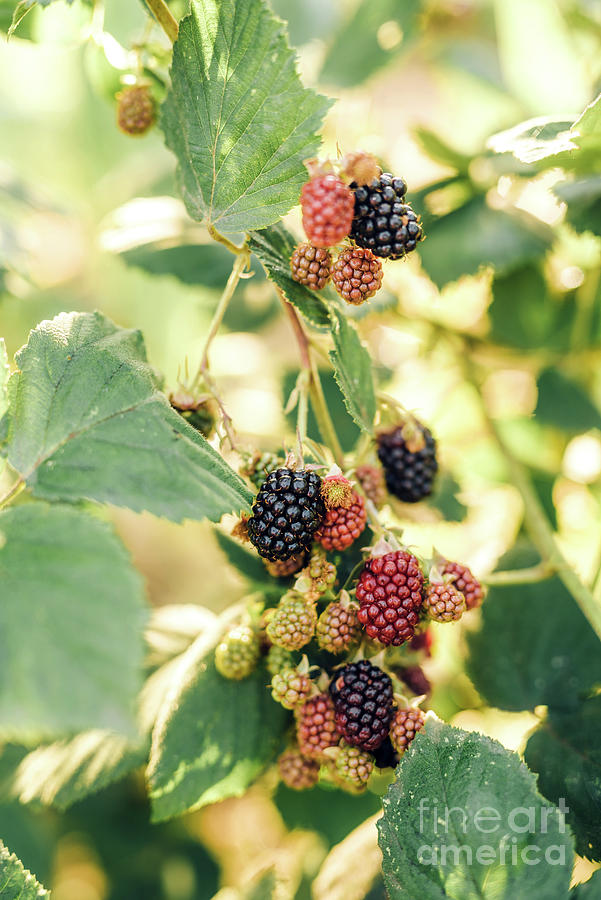 Nature Photograph - Blackberry berries by Viktor Pravdica