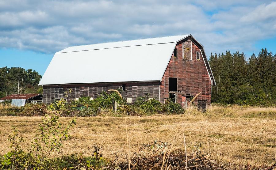 Blackberry Bushes and Old Skagit Barn Photograph by Tom Cochran