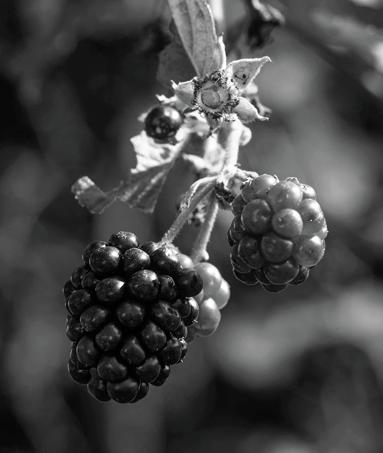 Blackberry in Black and White Photograph by Greg Mimbs