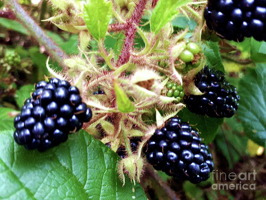 Blackberry Photograph by Julia Bernardes