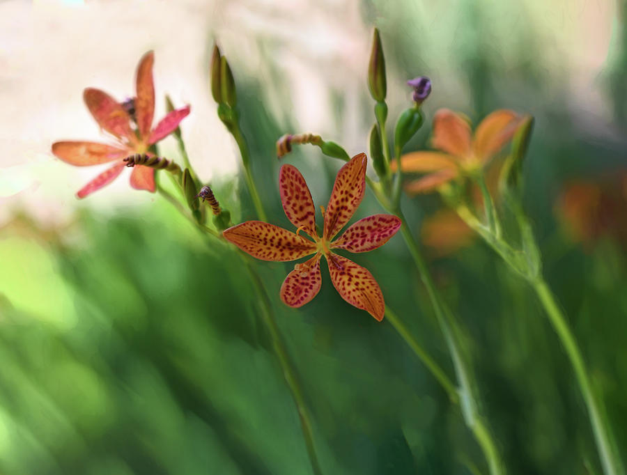 Flower Photograph - Blackberry Lily in a Summer Garden  by Mary Lynn Giacomini