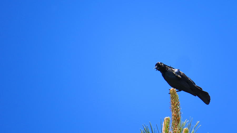 Blackbird 02 Photograph by Jean Evans