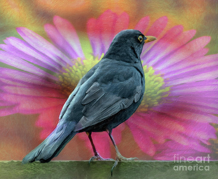Blackbird And A Flower Art Photograph by Adrian Evans