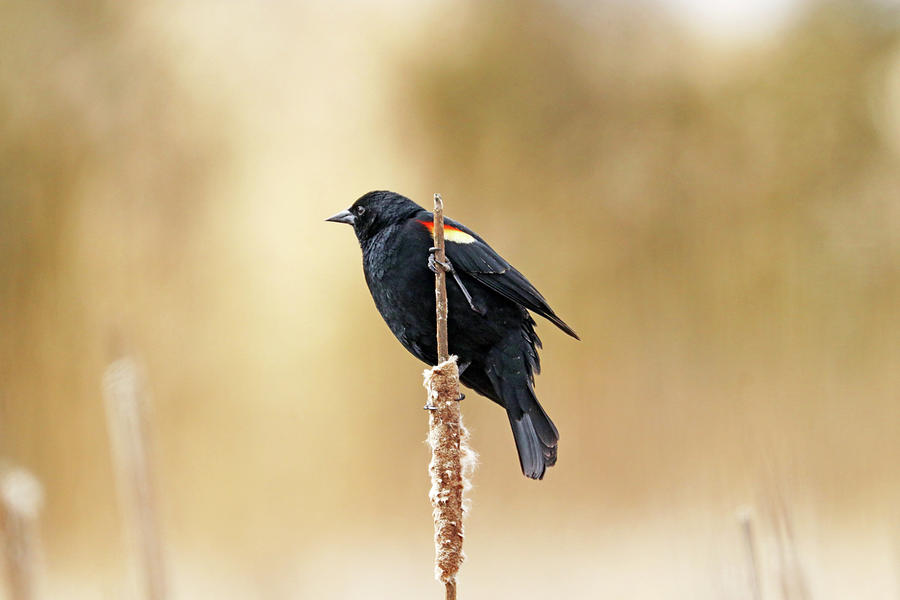 Blackbird Beauty Photograph by Debbie Oppermann
