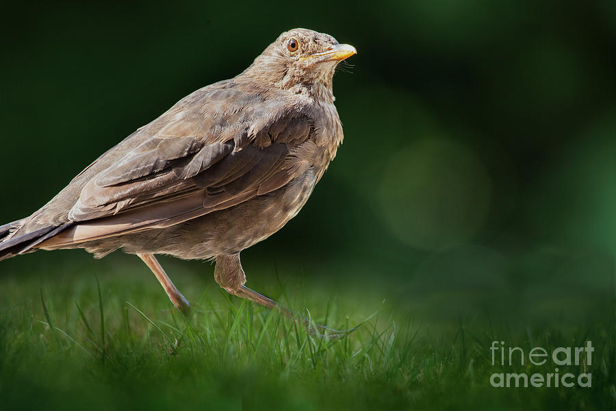 Blackbird Photograph by Edmund Nagele FRPS