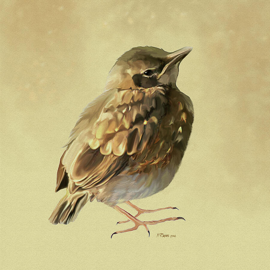 Blackbird Fledgeling Digital Art by Bamalam Art Blackbird Fledgeling Digital Art by Bamalam Art