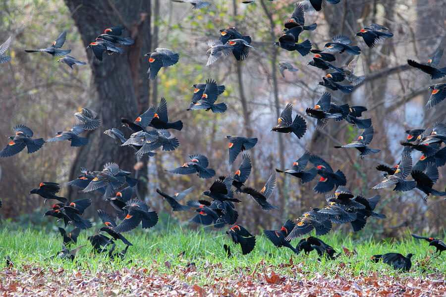 Blackbird Photograph - Blackbird Flock by Candice Lowther