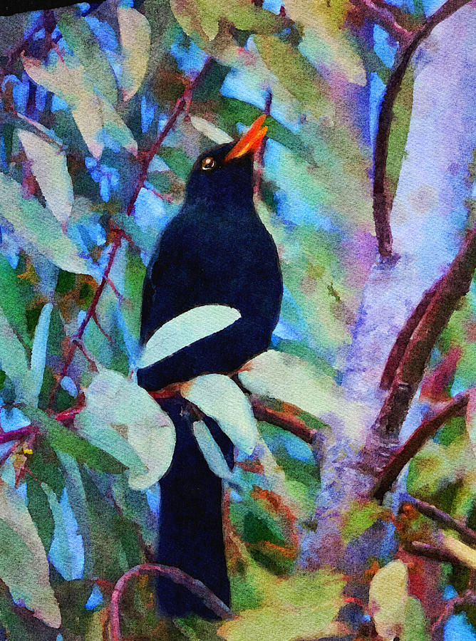Blackbird in a Eucalyptus Tree Mixed Media by Ann Leech