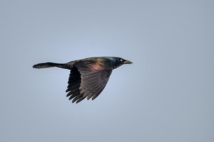 Blackbird in Flight Photograph by Paul Freidlund