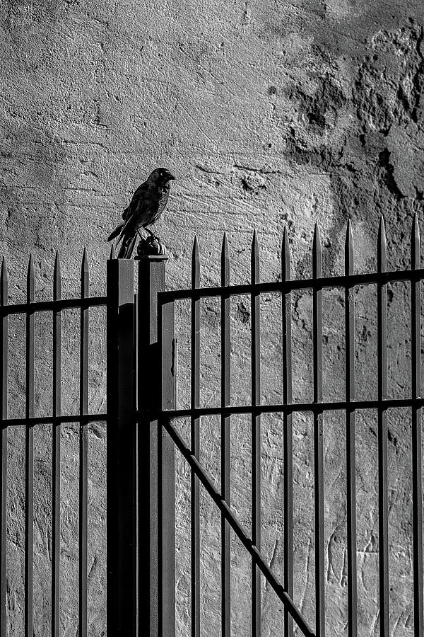 Blackbird in Pisa Photograph by Denise Kopko