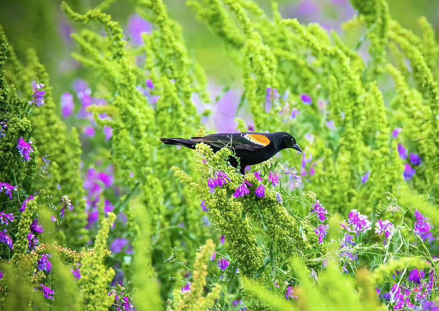 Blackbird in Spring Photograph by Pam Rendall