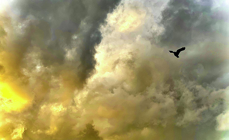 Blackbird in Stormy Skies Photograph by Christine Ley